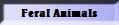 Feral Animals