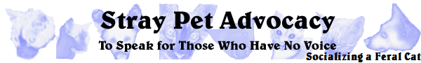 Socializing a Feral Cat
