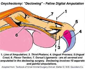 Declaw02